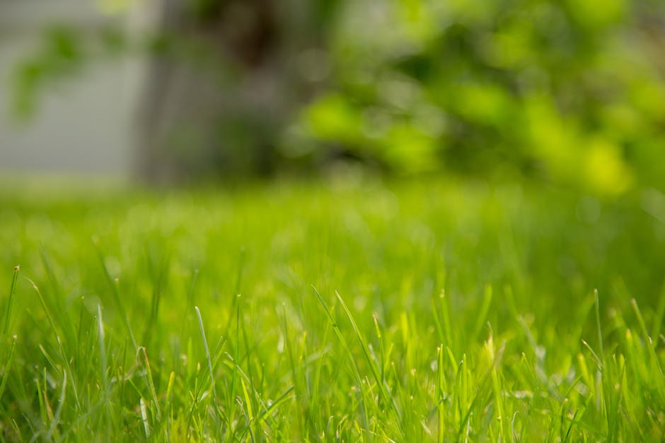 An aerial view of a gardener working on a small, well-maintained urban lawn with vibrant green grass, bordered by a neatly trimmed hedge at the bottom of the image. The gardener, dressed in dark cloth